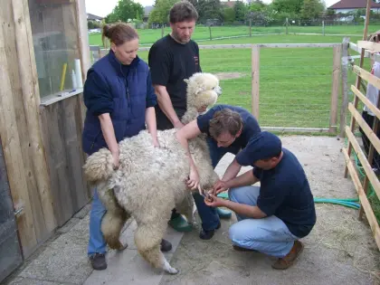 Alpaka Einsteigerseminar 18.04.2026