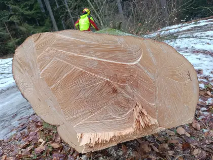 Schönes Buchenstammbloch