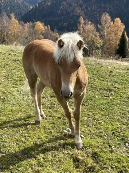 Haflinger Stutfohlen 2025
