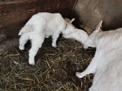 Mastkitze, Flaschenkitze