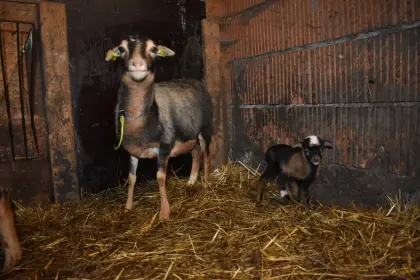 Kamerunschaf und Dorper-Mix