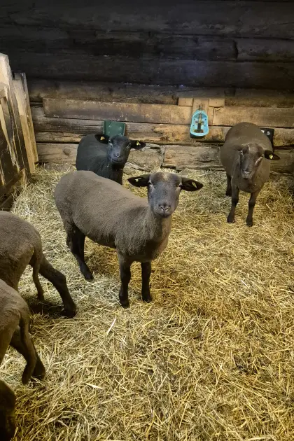 Schwarzes Jura-Schaf