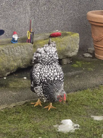 Wyandotten zu verkaufen