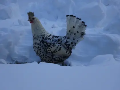 Appenzeller Spitzhaube