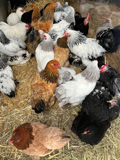 Rassehühner, Araucana, Bielefelder, Barnevelder, Paduana