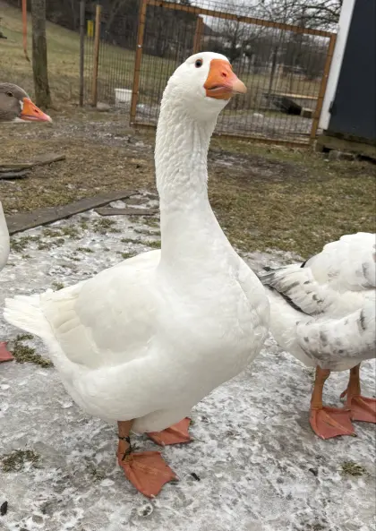 Zwei Ganter zu vergeben