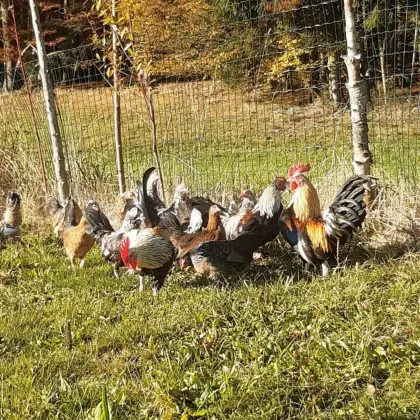 Steinbiperl Bruteier