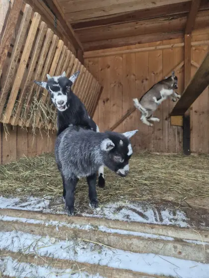 Zwergziegen und Bergschaflämmer