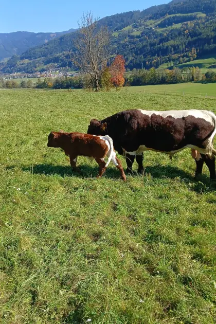 Pinzgauer Jungstiere hornlos