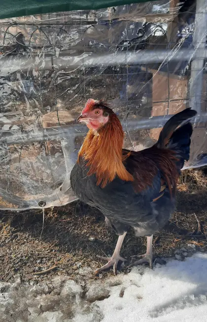 Junghähne abzugeben