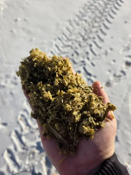 Maisballen zu verkaufen aus 2025