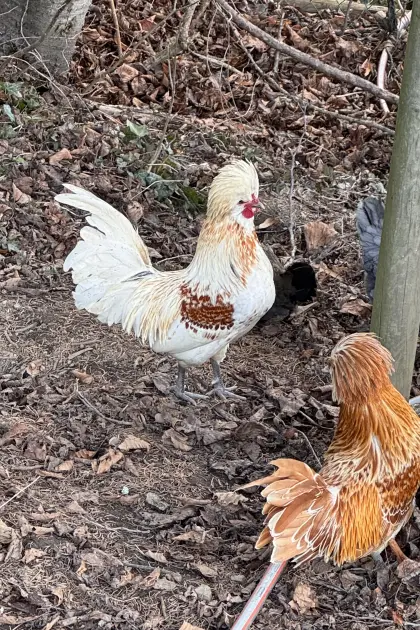 Paduaner Hähne - 2 hübsche Kerlchen