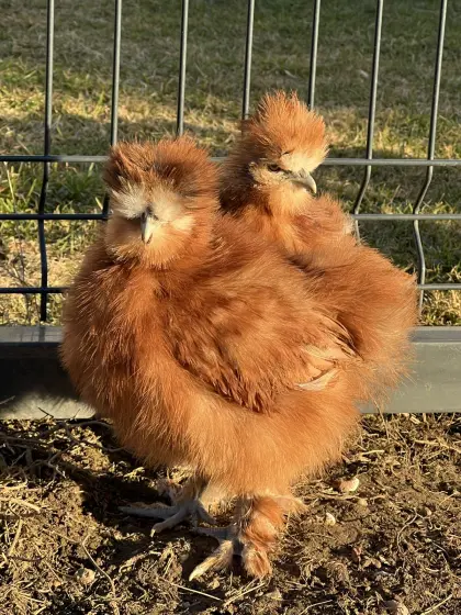 Rote Seidenhühner geimpft