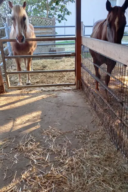 Vergebe 1 bis 2 Selbstversorger inkl. Wohnoase