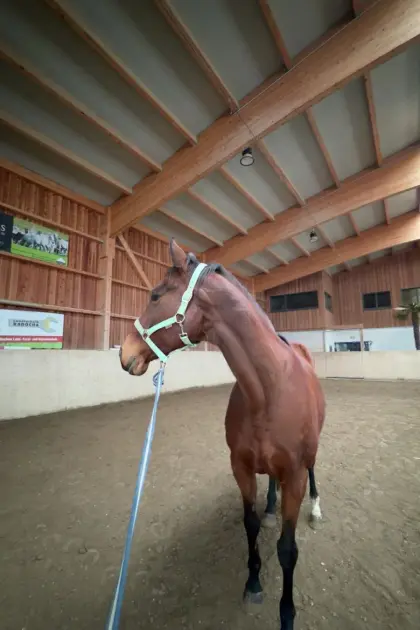 Verkaufspferd, Englische Vollblutstute Dragonheart xx