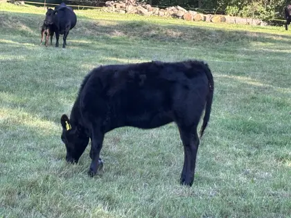 Wagyu weibliches Jungzuchtrind Herdbuch Fullblood 100 %