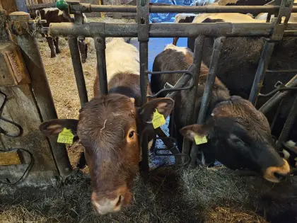 Pinzgauer Stierkälber