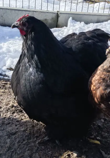Orpington Henne
