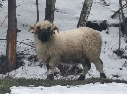 Walliser Schwarznasenwidder Herdbuch