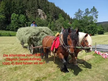 Heu, das Heu für dein Vieh, gut und preiswert