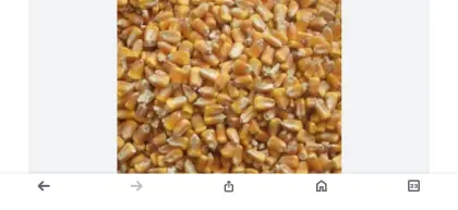 Verkaufe Körnermais