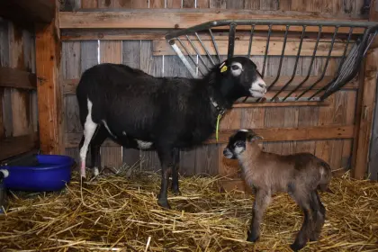 Kamerun-Schaf mit Lamm