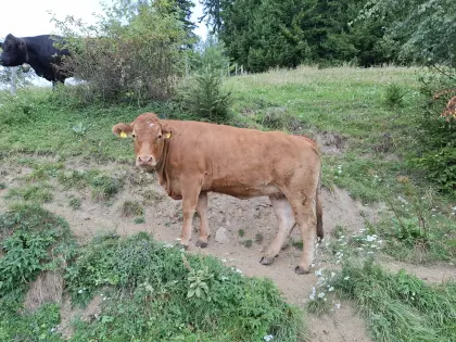 Bio Kalbin trächtig