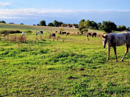 Einstellplatz mit Halle im Reitgut Schloss Niederabsdorf