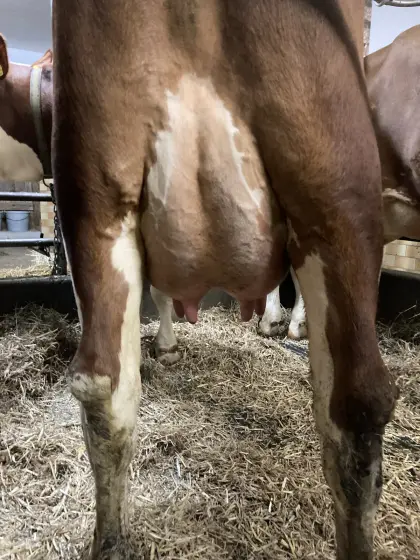 Erstlingskühe unselektiert zu verkaufen