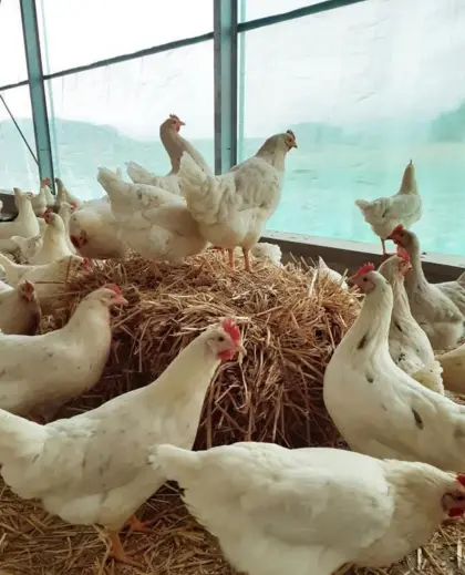 Bio-Legehennen ab 1. April 2026 abzugeben