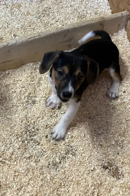 Jack Russell Terrier