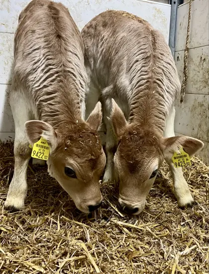 Bio Tiroler Grauvieh Zwillingspärchen Kuhkälber Kuhkalb Kalb