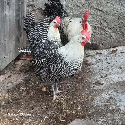 Bruteier, Küken Brakel in Silber