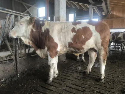 Reinerbig hornloser Sprungstier