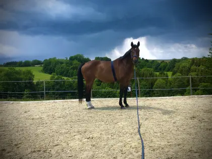 Außergewöhnliche Zuchtstute