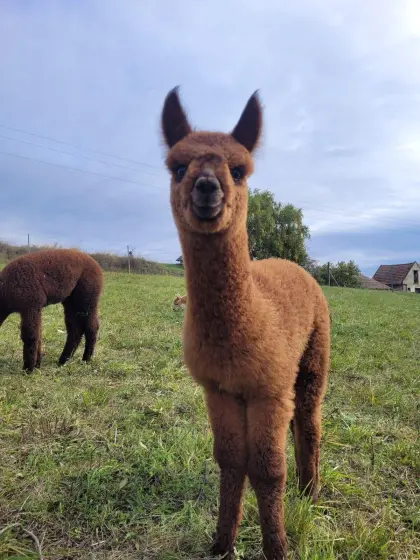 Alpaka, Huacaya Alpaca, Stuten, Hobbytiere, Wallach, Hengste