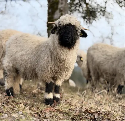 Bäda, Walliser Schwarznasen Widder