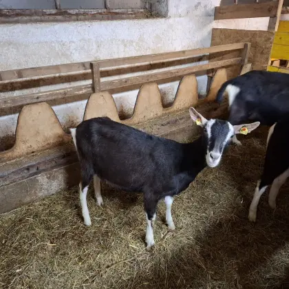 Bündner Strahlenziege genetisch hornlos