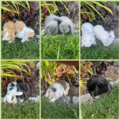 Zwergwidder Minilop Löwenköpfchen Zwergkaninchen