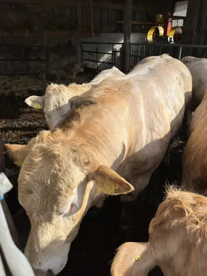 Blonde Aquitaine Zuchtstier