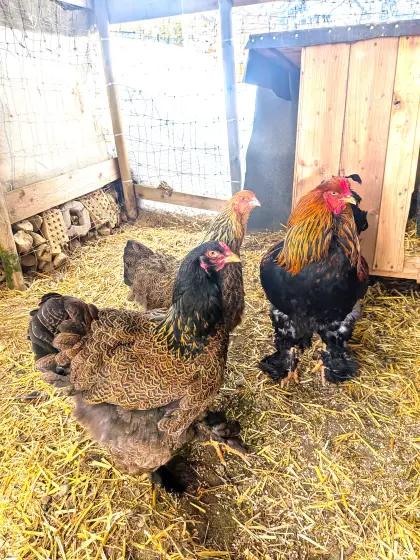 Brahma Bruteier abzugeben