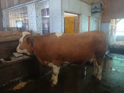 Fleckvieh Kuh in Milch