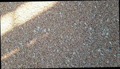 Weizen, Futterweizen