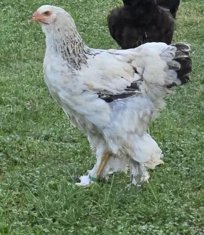 Brahma Junghennen sowie Hahn, Gänse von 2025, Bruteier