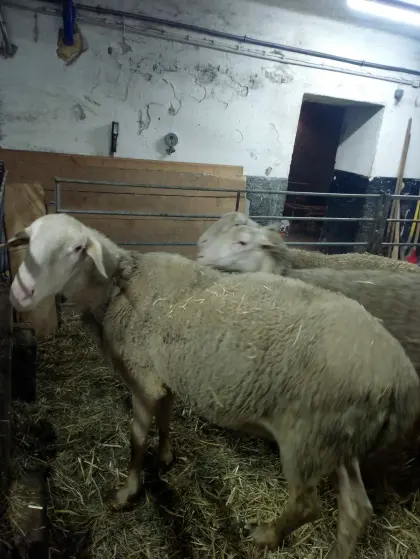 Reinrassiger Lacaune Zuchtwidder