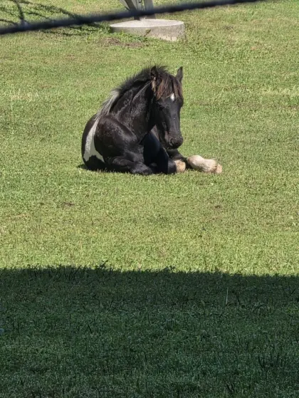10 Monate altes Friesen-Mix-Fohlen Hengst