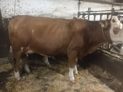 Verkaufe Fleckviehjungkuh