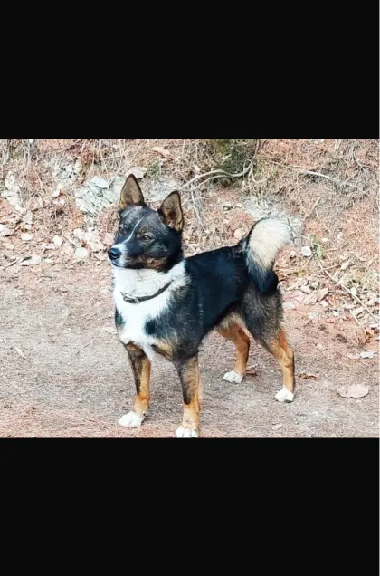 Tiroler Bergspitzwelpen