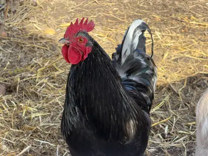 Wer die besonderen Mixe liebt: Wunderschöne Hähne