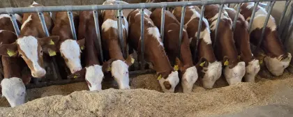 Verkaufe männl/weibl Fresser